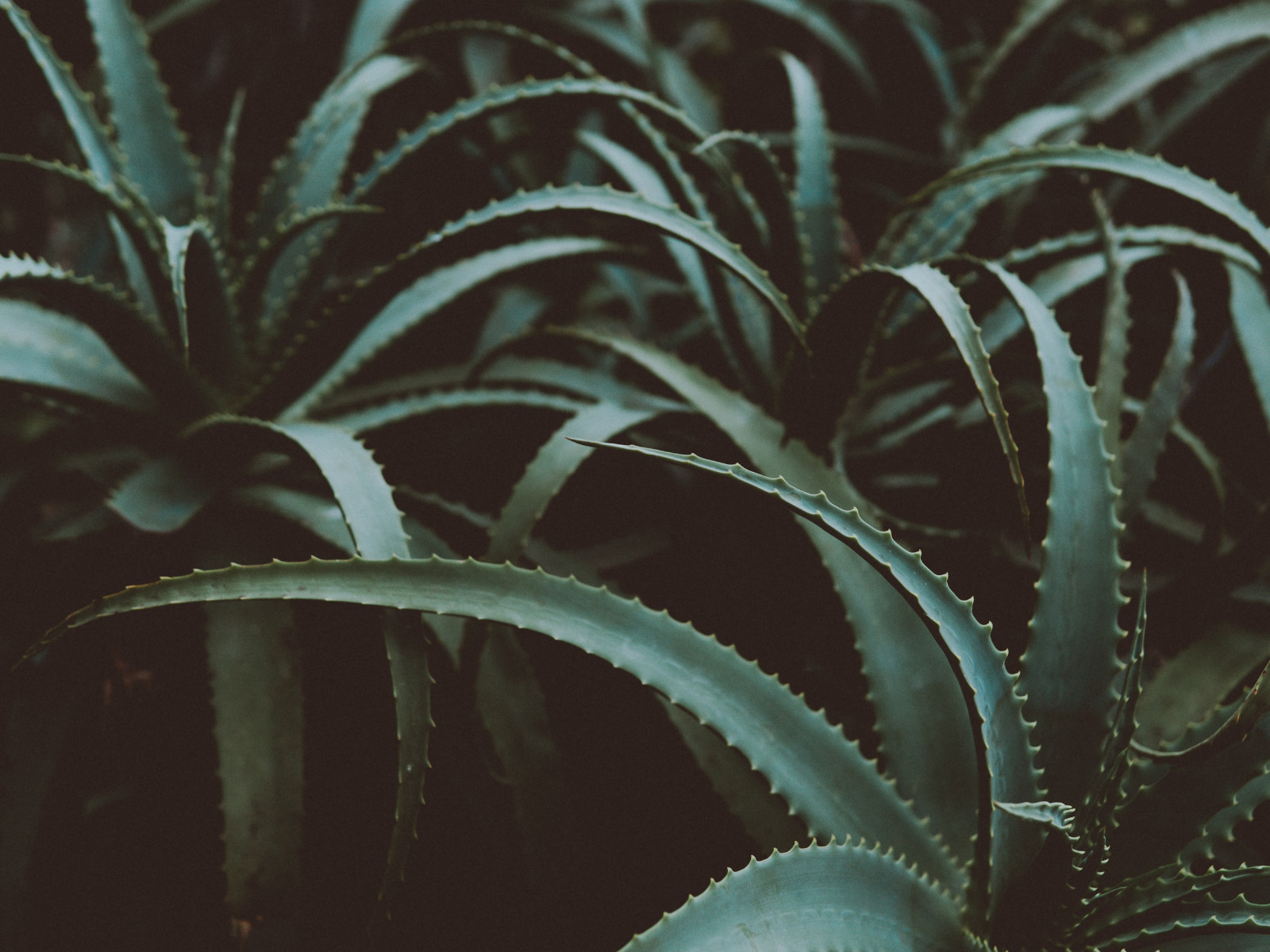 Aloe Vera: un toccasana naturale per la pelle